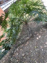 Thaumatophyllum bipinnatifidum