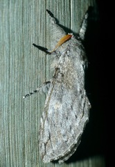 Afroplitis dasychirina