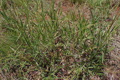 Urochloa serrata