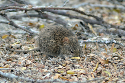 Arizona Cotton Rat
