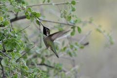 Calypte anna