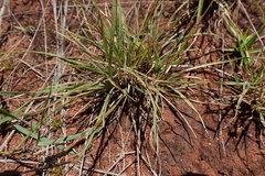 Microchloa caffra