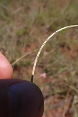Microchloa caffra