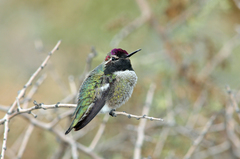 Calypte anna