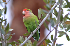 Agapornis roseicollis