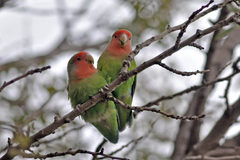 Agapornis roseicollis