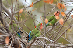 Agapornis roseicollis