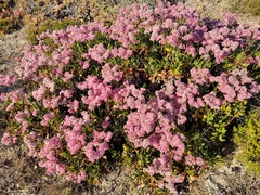 Limonium peregrinum