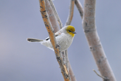 Auriparus flaviceps