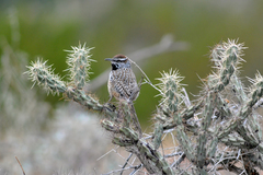 Campylorhynchus brunneicapillus