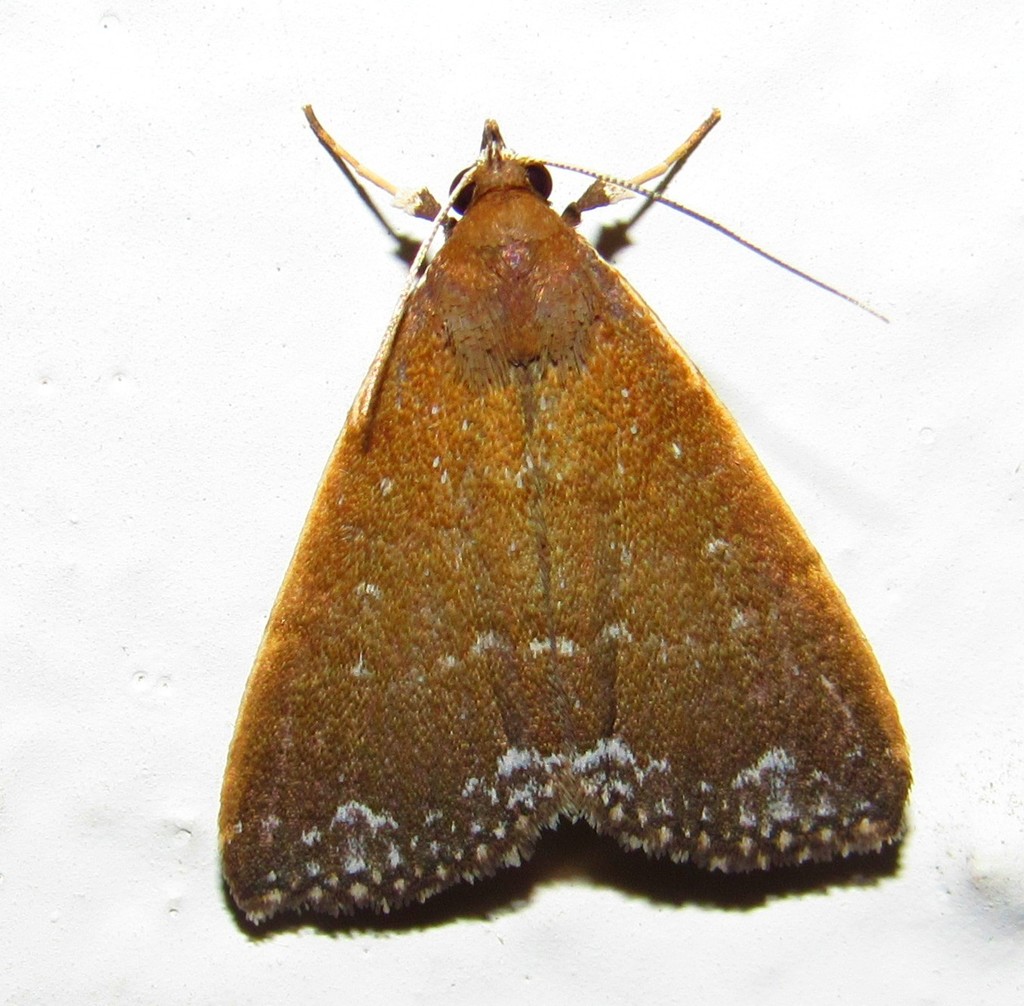 Aristaria
