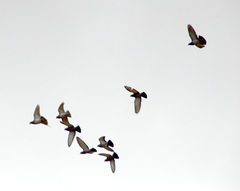 Columba livia domestica