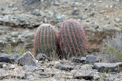 Ferocactus cylindraceus