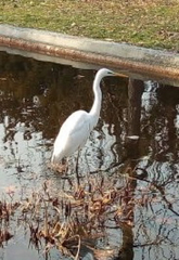Ardea alba