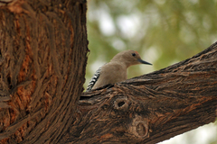 Melanerpes uropygialis