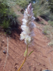 Cyphocarpa angustifolia