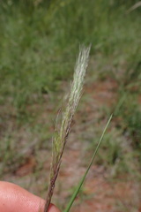 Aristida congesta congesta