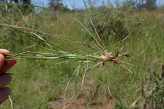 Aristida congesta congesta