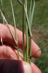 Aristida congesta congesta