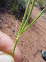 Cyphocarpa angustifolia