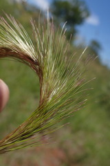 Aristida congesta congesta
