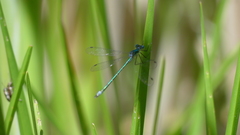 Lestes dryas