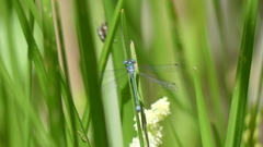 Lestes dryas