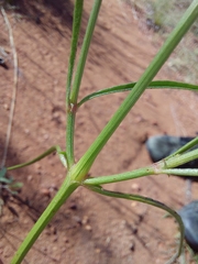 Cyphocarpa angustifolia