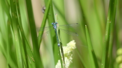 Lestes dryas