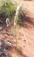 Cyphocarpa angustifolia