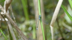 Lestes dryas