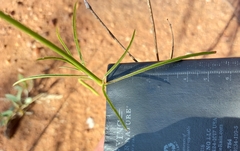 Cyphocarpa angustifolia