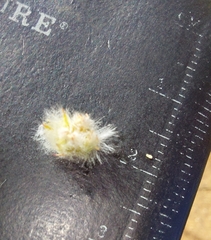 Cyphocarpa angustifolia