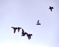 Columba livia domestica