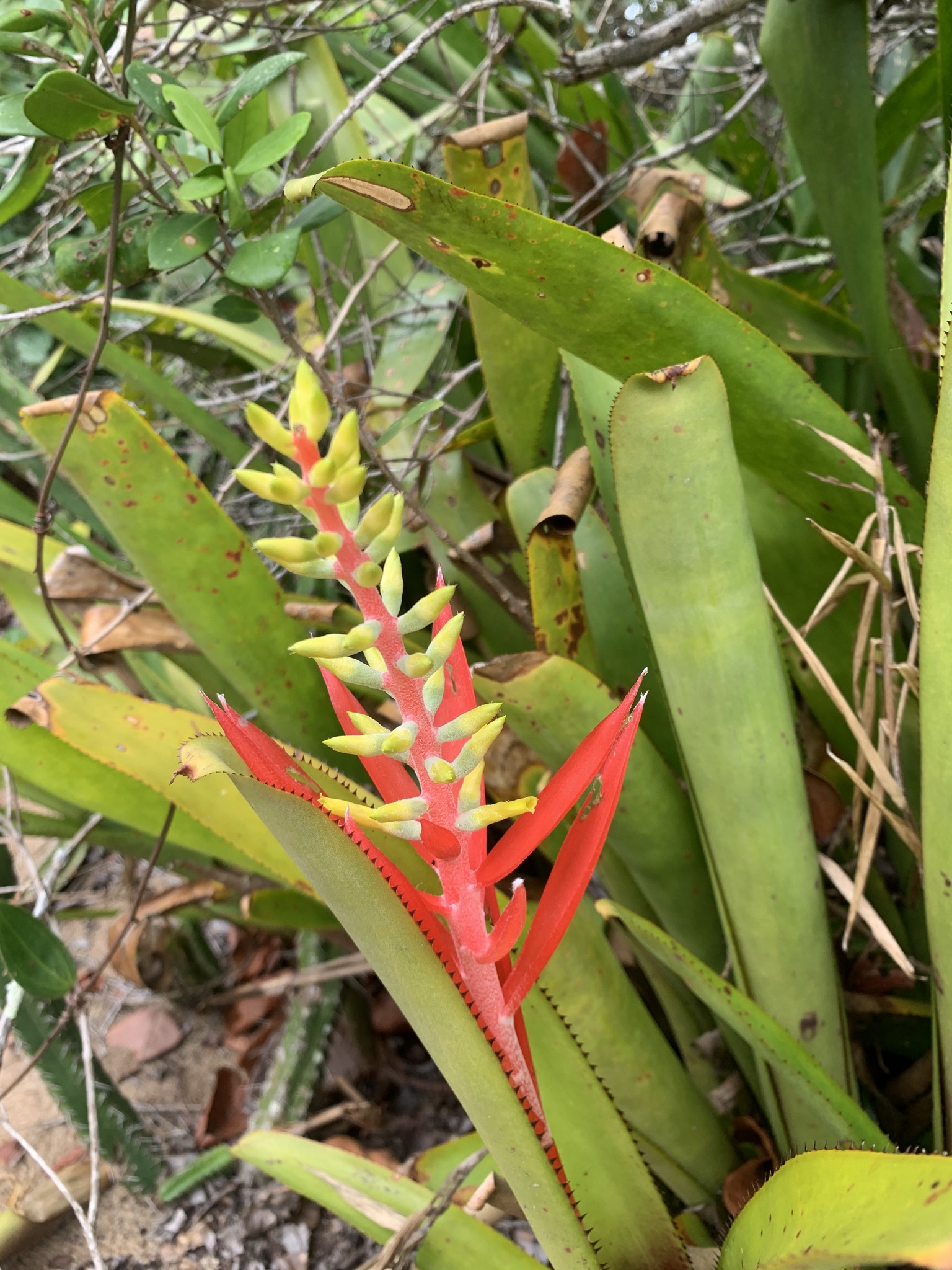 Aechmea nudicaulis