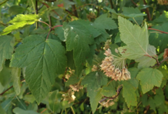 Physocarpus capitatus