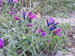 Echium sabulicola decipiens