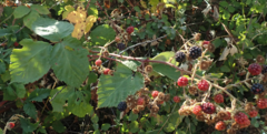 Rubus bifrons