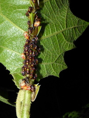 Alchisme tridentata