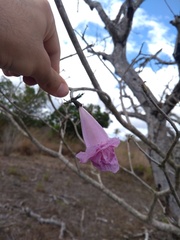 Tabebuia roseoalba