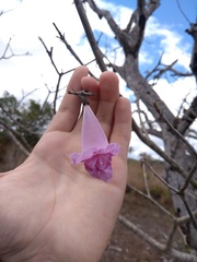 Tabebuia roseoalba
