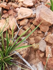 Xerophyta schlechteri