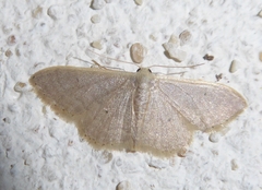 Idaea distinctaria