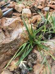 Xerophyta schlechteri