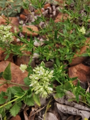 Agathisanthemum bojeri