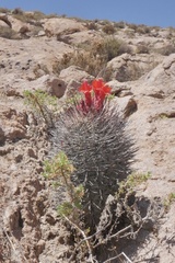Oreocereus hempelianus