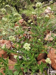 Agathisanthemum bojeri