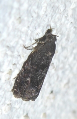 Grapholita funebrana