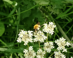 Criorhina floccosa