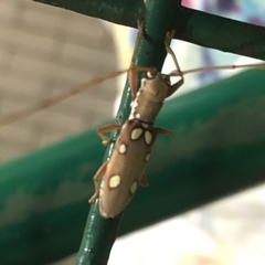 Olenecamptus bilobus